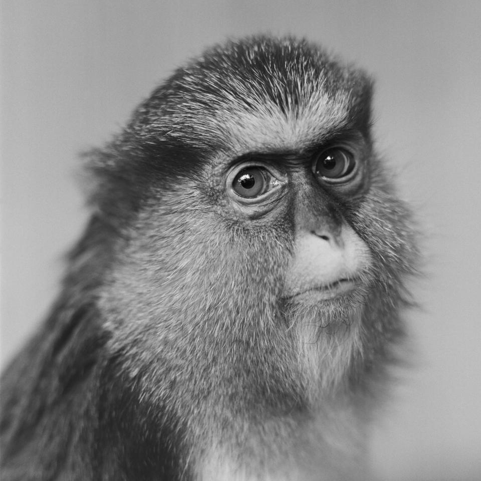 Cute but haunting: A monkey in Wroclaw Zoo, Poland, taken by Jacek Kusz.