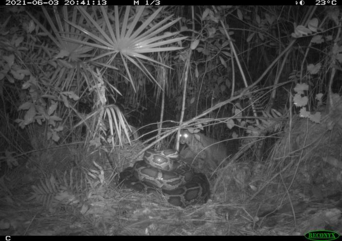 Bobcat was captured by a trail camera attacking a Burmese python and destroying its nest in the Everglades, Florida.