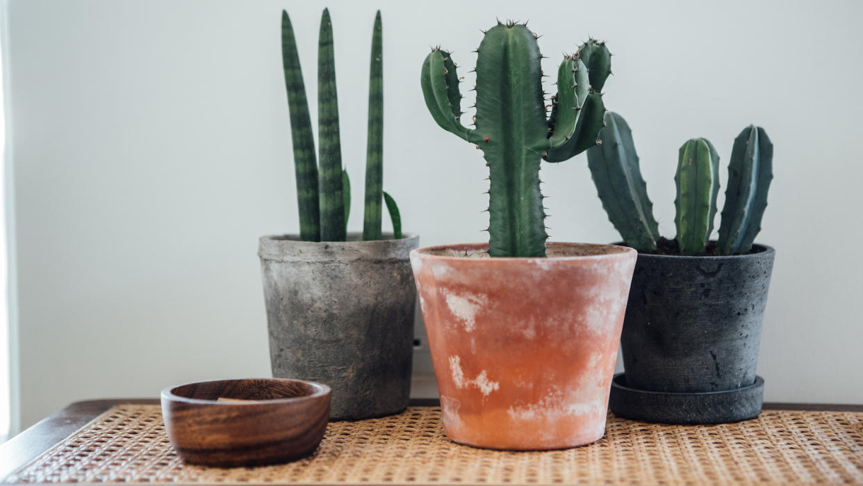  Three pots of cacti in grey or terracotta color pots on a rattan surface. 