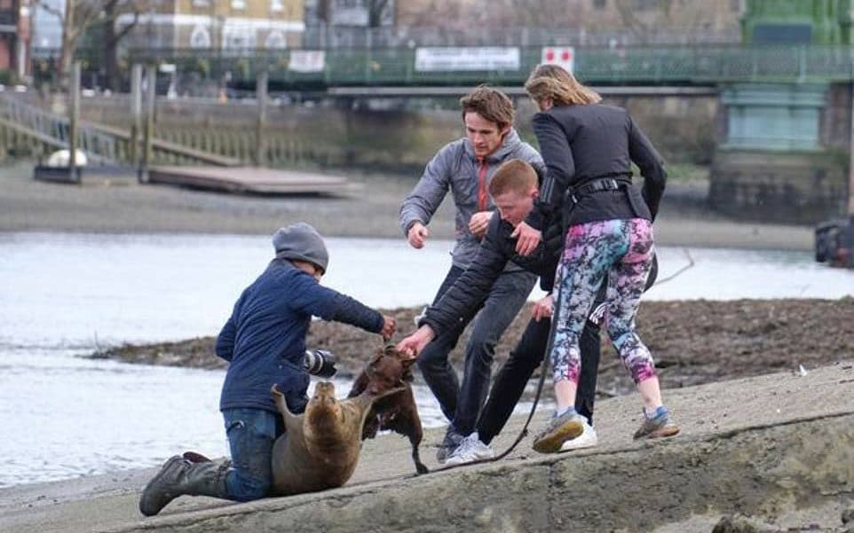 Furious animal lovers have hit out at a dog owner after the dog brutally attacked a young seal leaving him with a dislocated flipper and nasty wounds. - Duncan Phillips