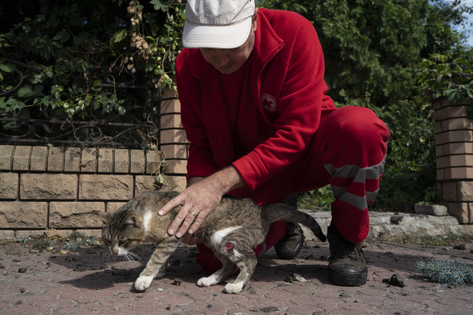 A Ukrainian Red Cross Society volunteer pets a cat named Maks, that was slightly injured during a Russian attack last week that damaged the building of the humanitarian association in Sloviansk, Ukraine, Monday, Sept. 5, 2022. (AP Photo/Leo Correa)