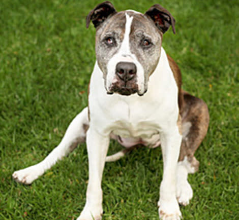 Lori Fusaro's photograph of Shady the dog.