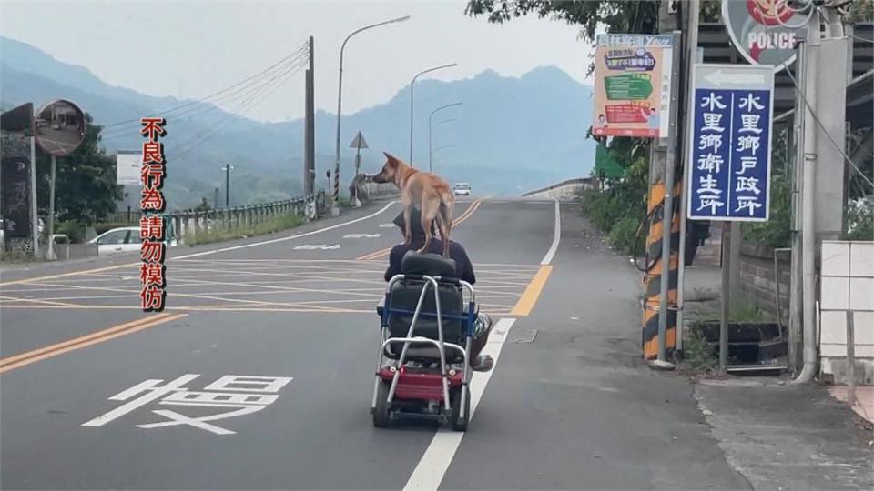 遛狗亂象多！主人沒牽繩追狗跑　害車急停釀交通混亂