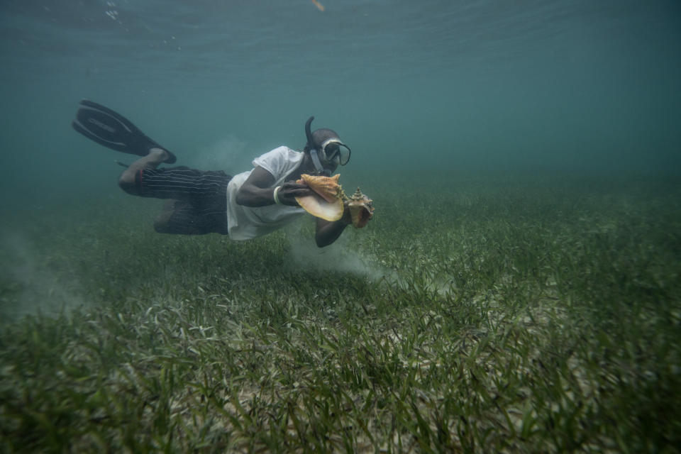 Henry Carey drives for conch off the coast of McLean's Town, Grand Bahama Island, Bahamas, Monday, Dec. 5, 2022. Divers typically harvest conch by hand, preferably in nearshore waters from a small boat and without gear any more sophisticated than a mask, snorkel and flippers. The free divers, who sometimes work in fairly deep waters of 20 or 30 feet, can sometimes take home as many as 1,000 conch in a single trip. (AP Photo/David Goldman)