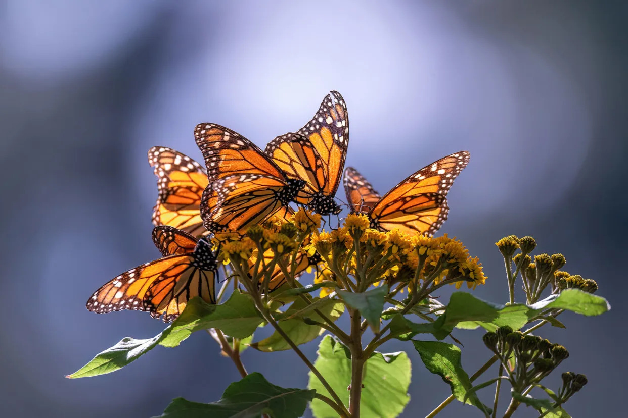 Monarch Butterflies Getty Images/ HegedusPeter/500px