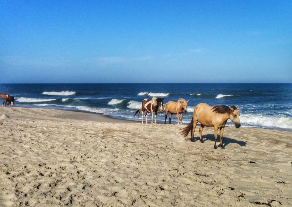 Oysters and wild horses on Virginia's Chincoteague Island