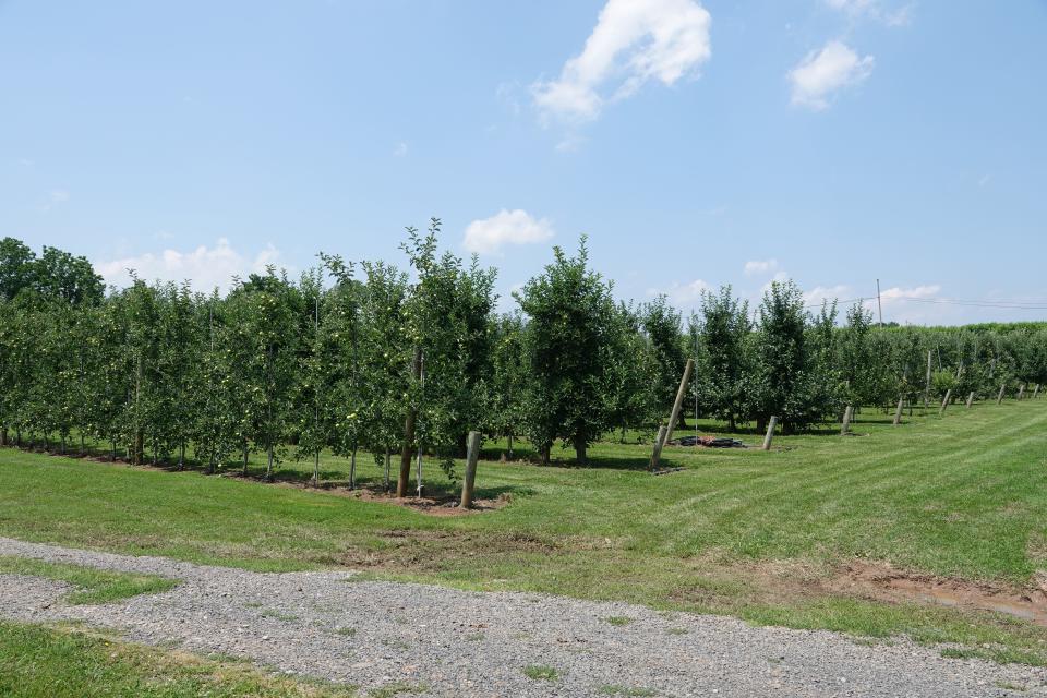 Manoff Market Cidery in New Hope grows all of their own apples to harvest and press their ciders. Each row of trees grows a different apple.