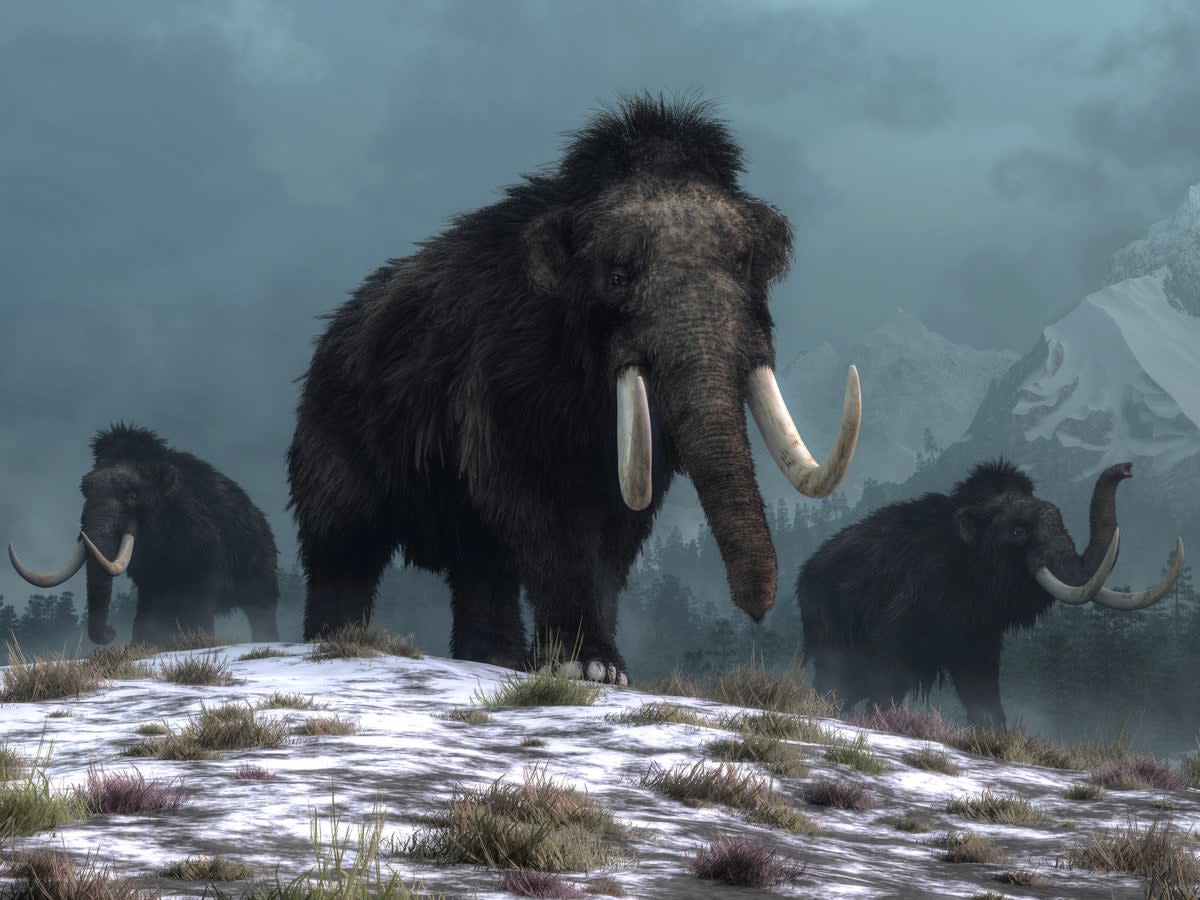 An artist’s drawing of woolly mammoths on a frozen landscape. Some scientists now say they can resurrect the long-dead species (Getty Images/iStockphoto)