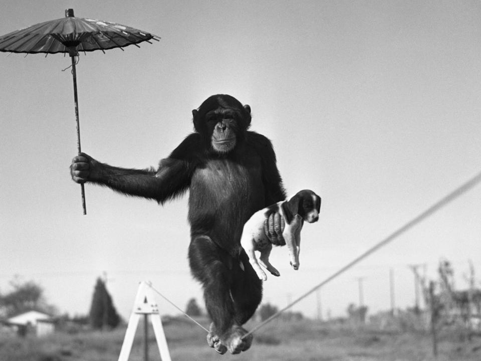 chimp and dog