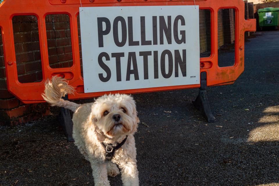 Eton Wick, Windsor, UK. 4th July, 2024, Bobby the Cavapoo was up bright and early this morning for a walk and stopped to pose for a photo outside a Polling Station on General Election Day in the village of Eton Wick, Windsor, Berkshire. Credit: Maureen McLean/Alamy Live News