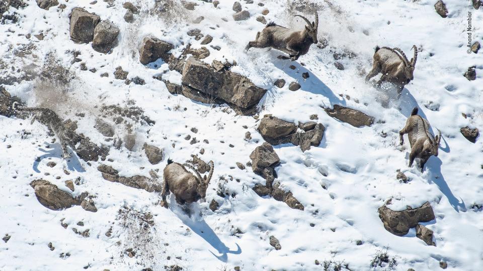 snow leopard pursues ibexes in the snow