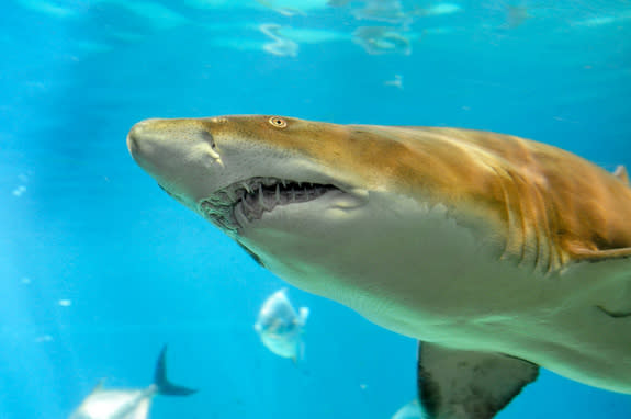 Scientists Didn't Know Baby Tiger Sharks Ate This