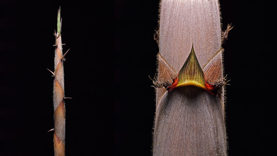 A shoot of the enigmatic bamboo species henon bamboo which flowers once every 120 years