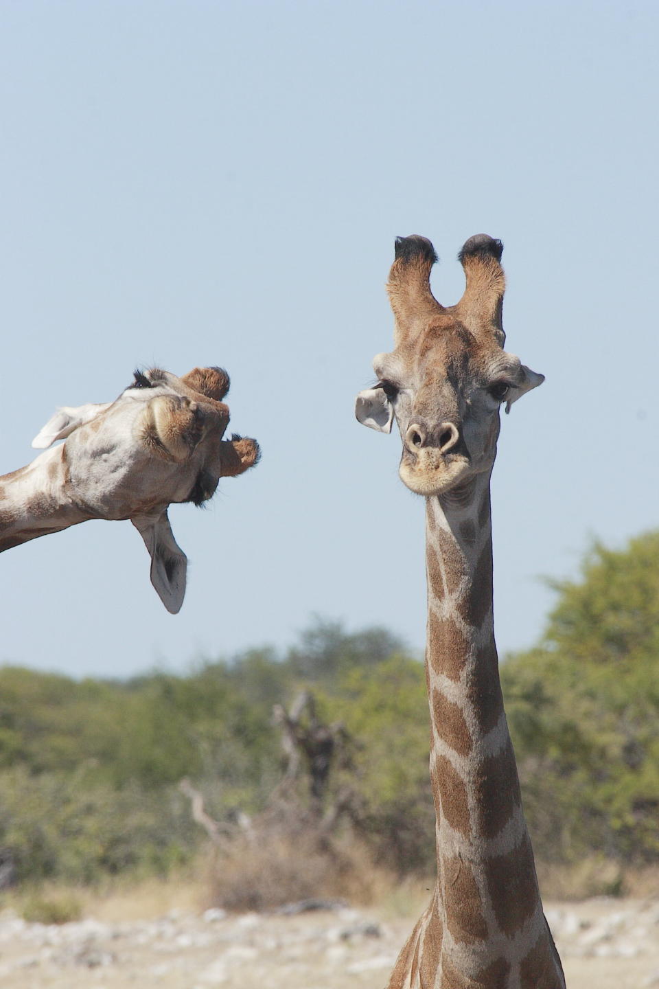 &ldquo;Crashing into the Picture&rdquo; shows a couple of giraffes in Etosha National Park, Namibia. (Photo: Brigitte Alcalay-Marcon/Comedy Wildlife Photo Awards 2020)