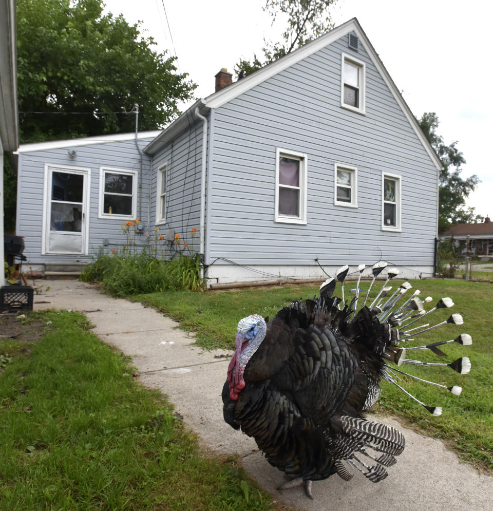 Mark Johnston says he's the only person "Turkey" lets touch him. Garden City, Mich., resident Mark Johnston, 45, says this wild turkey showed up in his back yard about eight months ago during the last snow fall before the spring as the bird hangs out in Johnston's backyard and side yard, Tuesday, July 31, 2018. A Garden City ordinance officer gave him a warning about having the bird on his property then a ticket. Although, when he made a phone call to the MI-DNR, they advised him not to feed or give the bird he calls, "Turkey," any water to make it leave. The bird will probably leave on its own, but that he also needs to pay attention to Michigan wildlife laws. (Todd McInturf/Detroit News via AP)