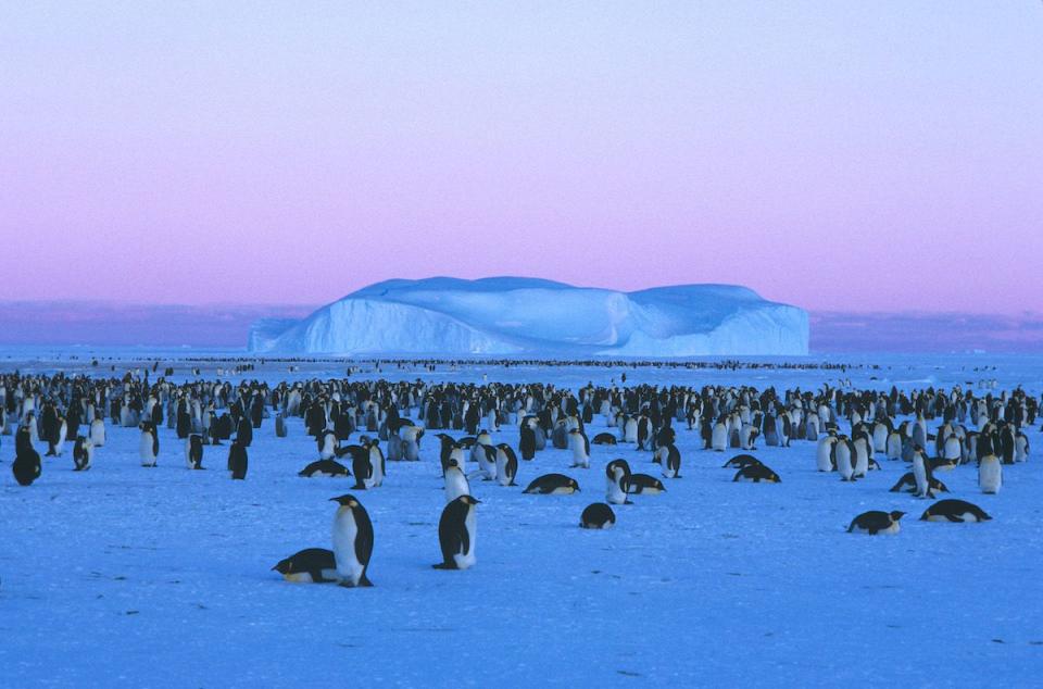 <p>Emperor penguin colony near Mawson, Antarctica // January 27, 2006</p>