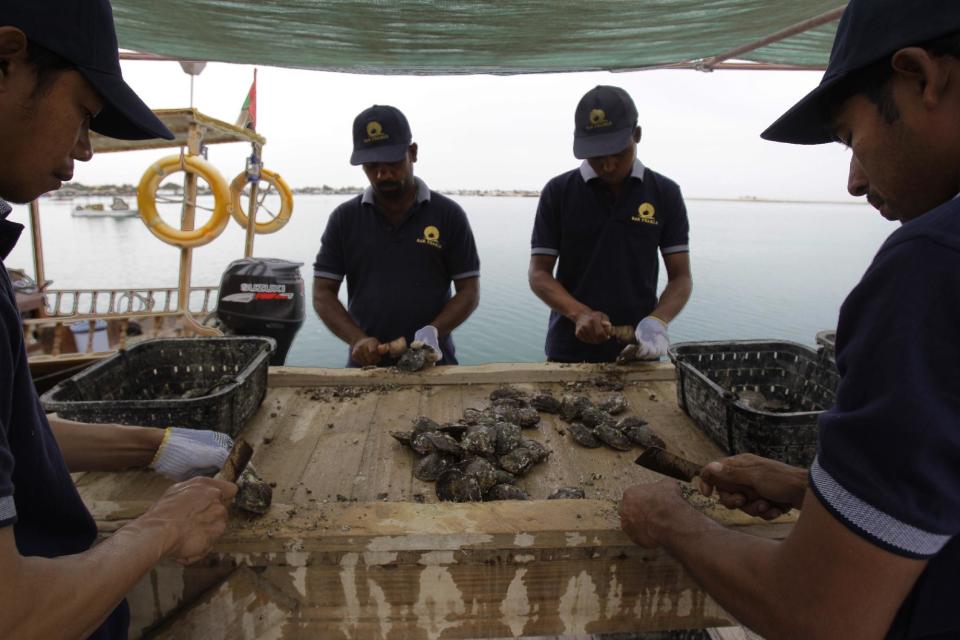 In this Wednesday, April 4, 2012 photo, workers clean oyster shells before they take them to a laboratory for implanting in Ras al-Khaimah, United Arab Emirates. The oysters will then be implanted with a bead, which will coax the oysters to secrete nacre, which builds up in layers to form a cultured pearl. Long before the discovery of oil transformed the Gulf, the region's pearl divers were a mainstay of the economy. Their way of life, however, also was changed forever after Japanese researchers learned how to grow cultured pearls in 1930s. Now a collaboration between pearl traders in Japan and the United Arab Emirates had brought oyster farming to the UAE for the first time. (AP Photo/Kamran Jebreili)