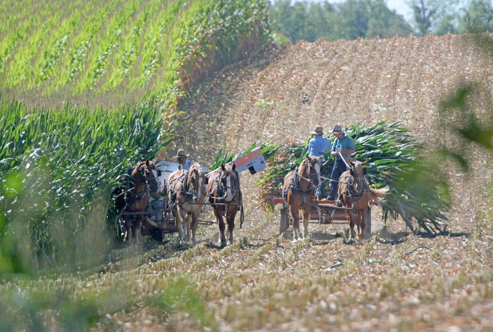 Amish in western Richland County harvest corn on Thursday.