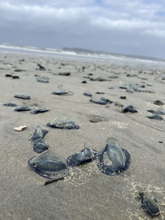 Hundreds of Velella velellas, or By-the-Wind sailors, on the beach in Coronado. (Courtesy of Coronado Lifeguards)