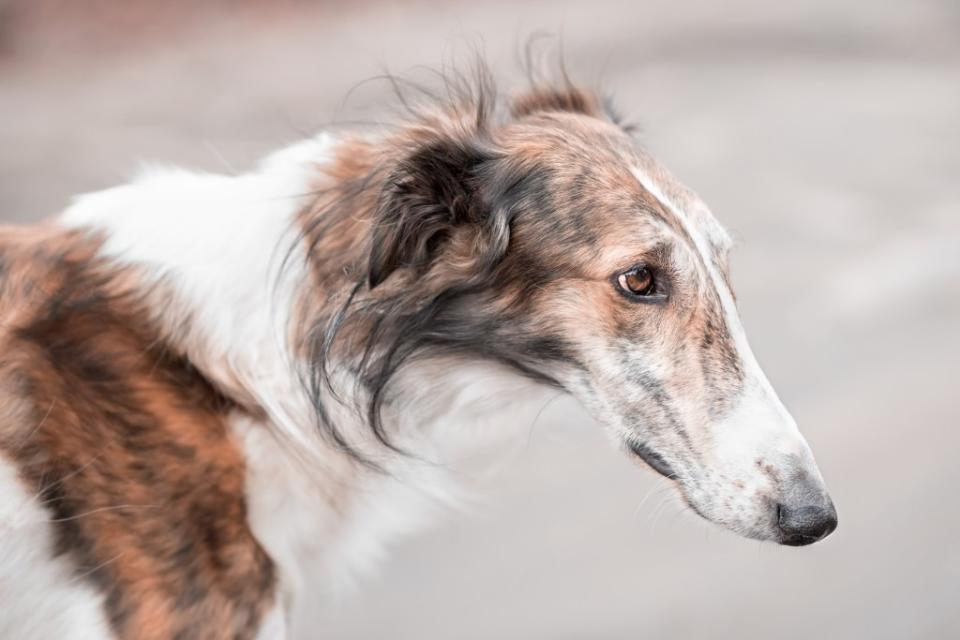 Close-up of Borzoi — Russian Wolfhound — looking away. Breed distinct from a wolfdog. 