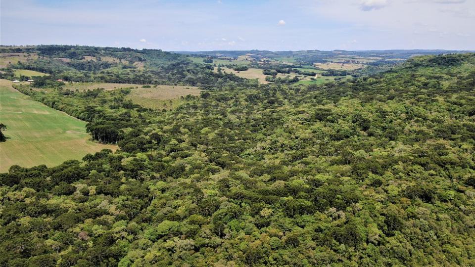 Bosque de araucarias