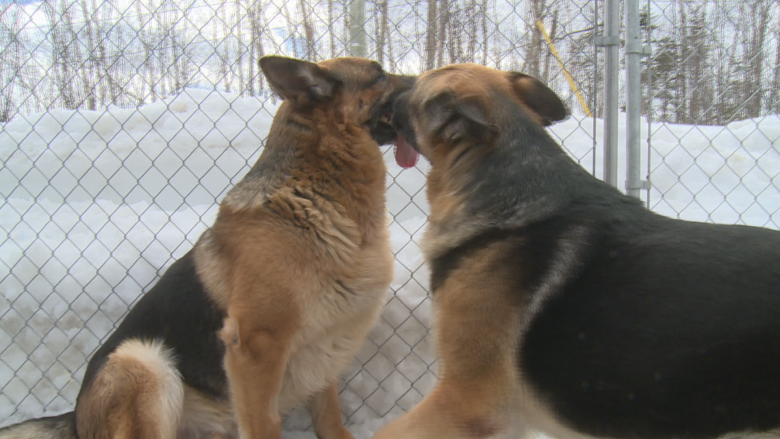 Pack of German shepherds looking for home after owner's death