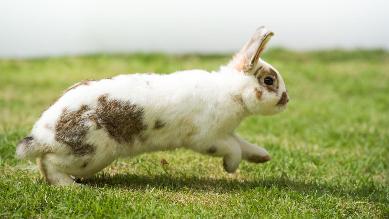  Rabbit hopping in open grassy space, showing how much space does a rabbit need. 