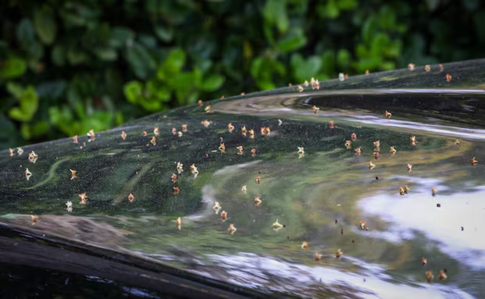 A light dusting of pollen is seen on the hood of a vehicle on April 1 in Dunedin.