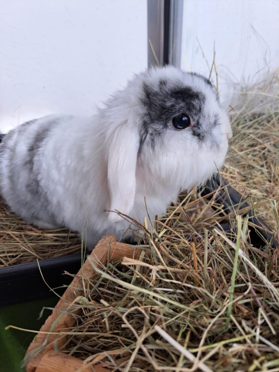 Cambs Times: The RSPCA is appealing for information after three rabbits - Melanie, Miffy and Speedy - were left
