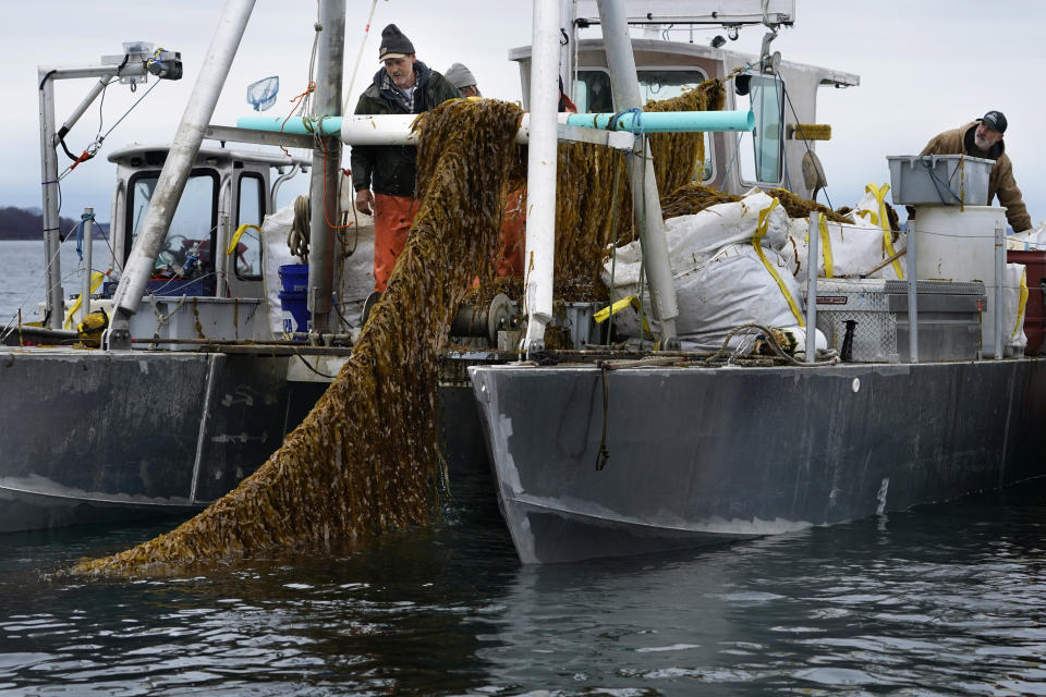 Seaweed farmers David Leith, left, and Stewart Hunt haul in a line of kelp for harvesting, Thursday, April 29, 2021, off the coast of Cumberland, Maine. Maine’s seaweed farmers are in the midst of a spring harvest that is almost certain to break state records (AP Photo/Robert F. Bukaty)