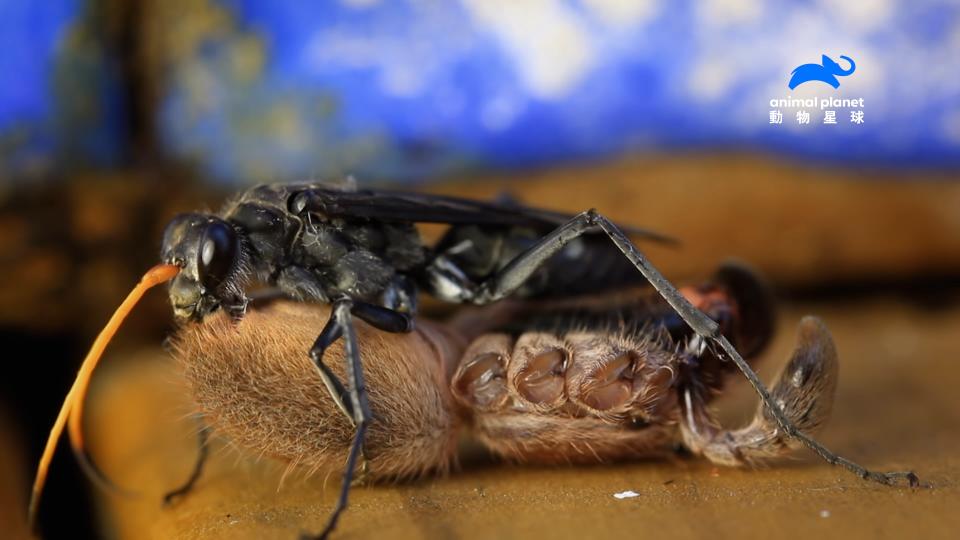 蛛蜂的毒液足以讓獵物活到被牠的幼蟲一口口吃掉。（圖／動物星球頻道）