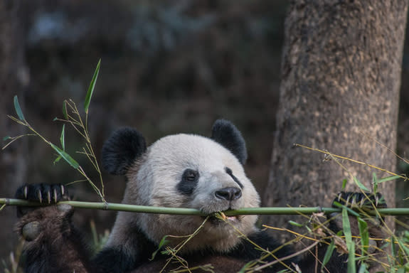 This panda at the Wolong National Nature Reserve in southwestern China looks ready for a workout.