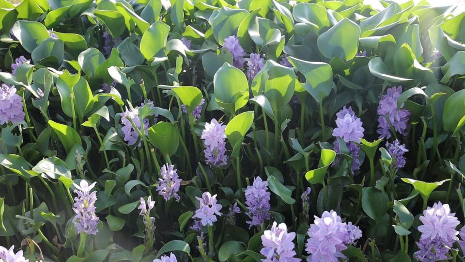 PHOTO: The Nile flower blooms on the Orontes River in Idlib province, northwestern Syria, on Nov. 30, 2023. (Abdul Razzaq Al-Shami/ABC News)