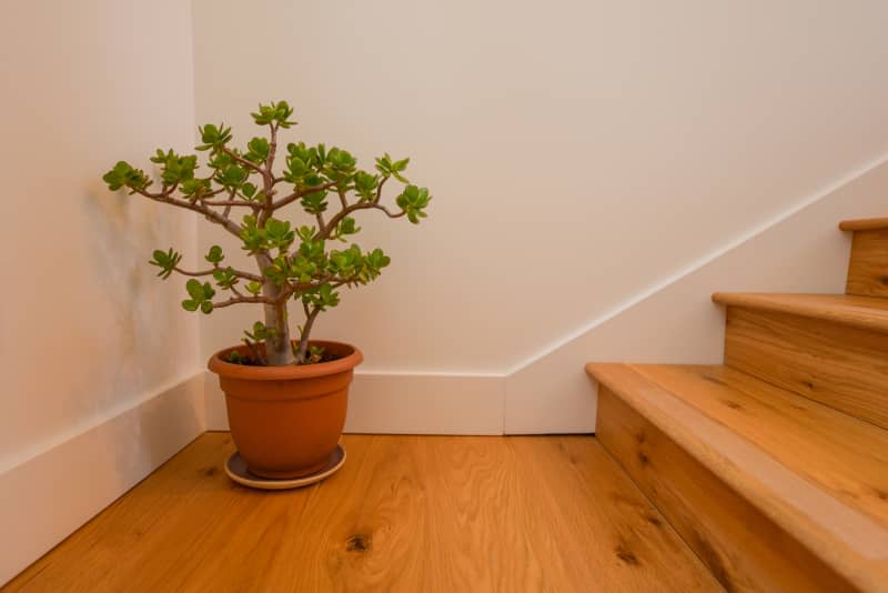 Potted plant on landing of honey toned wood stairs.