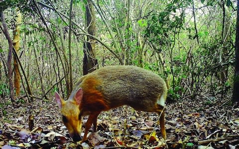 The first photos and footage of a silver-backed chevrotain, which was last recorded more than 25 years ago - Credit: AFP