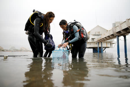 Israeli researchers hold a basket containing laboratory bottles after emerging from the Red Sea as part of research work an Israeli team is conducting in the Israeli resort city of Eilat February 7, 2019. REUTERS/Amir Cohen