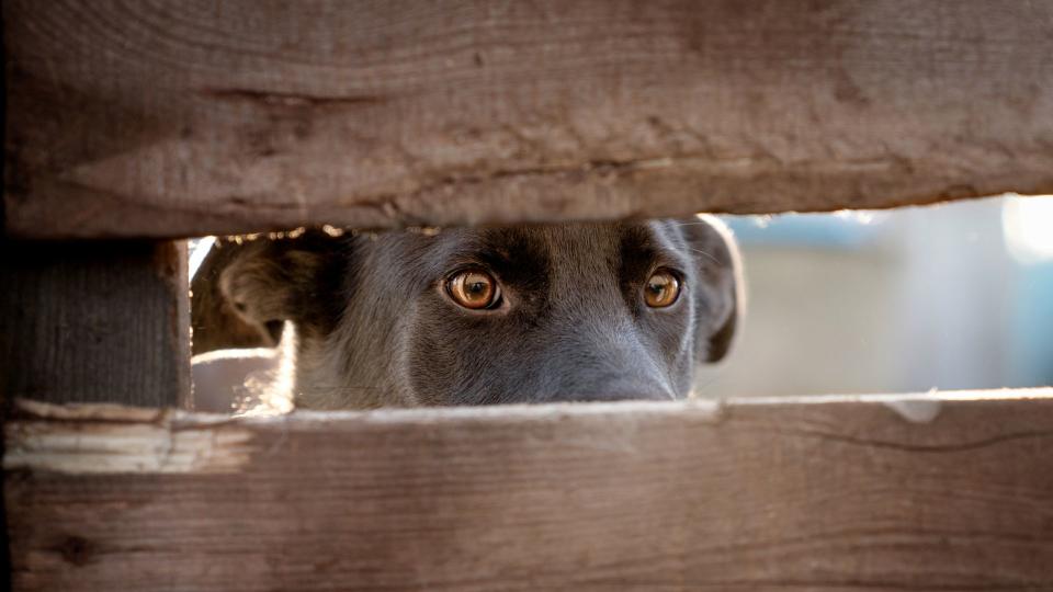 Stressed dog looks through fence