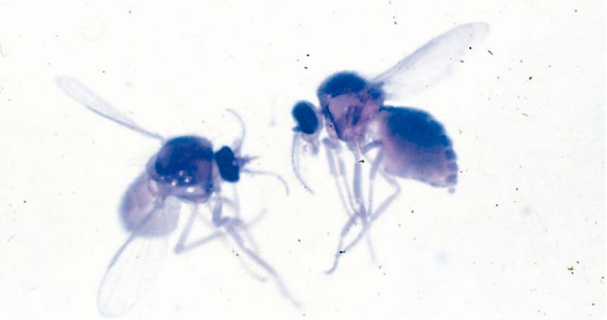 小黑蚊學名「台灣鋏蠓」，但牠其實不是蚊子，大小約1.4mm。陳錦生說，小黑蚊體型約僅「1粒芝麻」而已。（圖／陳錦生提供）
