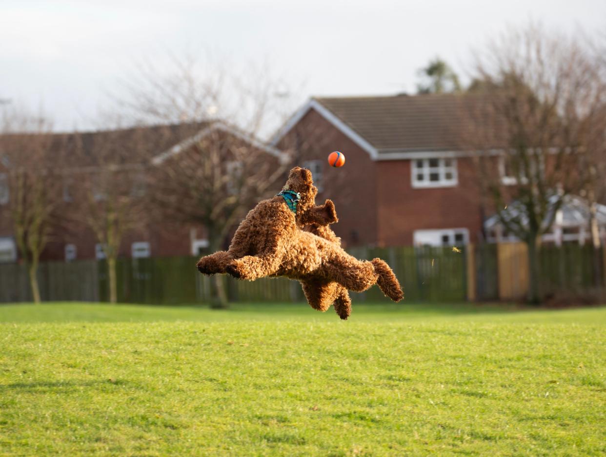 A dog jumps and reaches for a ball.