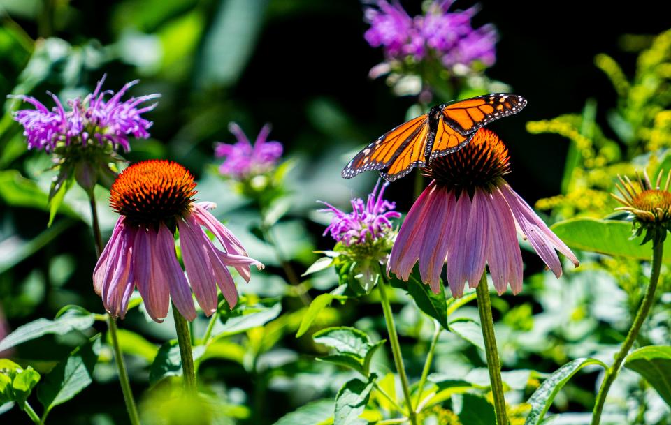 A Monarch butterfly lands on a purple coneflower in master gardener Tom Hickey's garden on July 22.