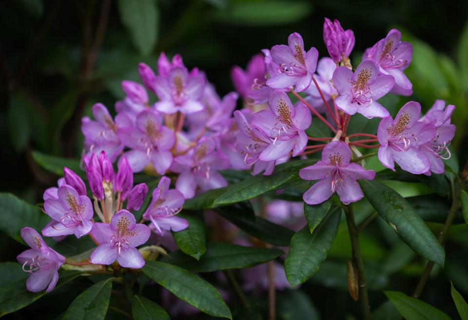 14. Coast Rhododendron - Washington