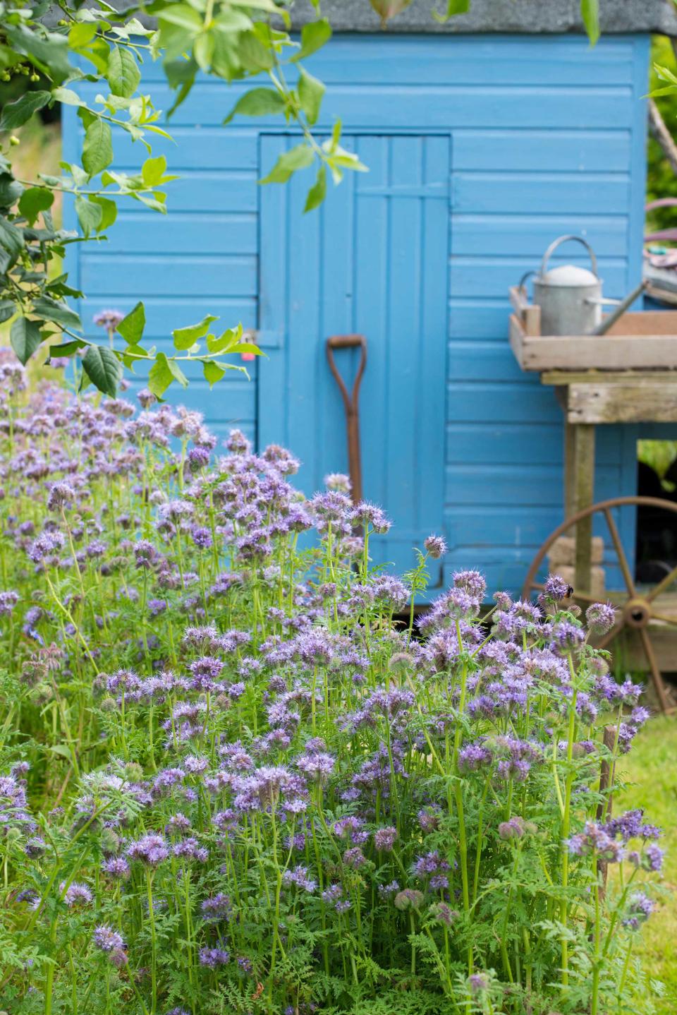 6. Give your shed a splash of color