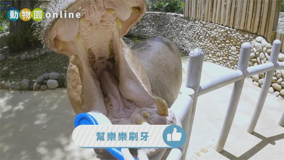 疫情宅家「線上逛動物園」　明星動物萌翻天