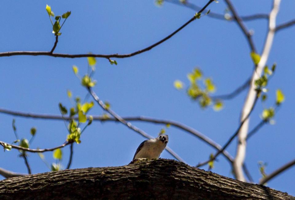 A tufted titmouse looks over a branch in White Clay Creek State Park on a Sunday afternoon in 2015.