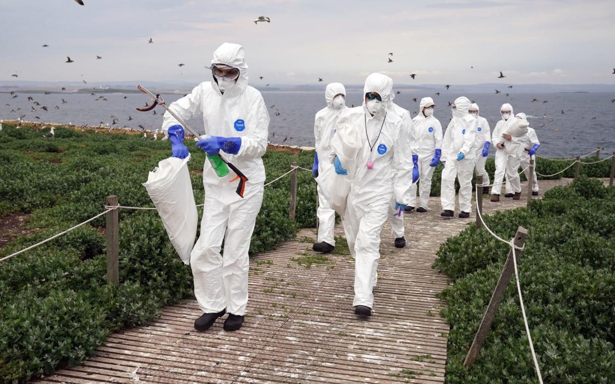 National Trust rangers clearing deceased birds from Staple Island, one of the Outer Group of the Farne Islands, off the coast of Northumberland