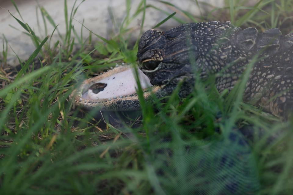 An alligator named ‘Jawlene’ with half of a jaw lives at Gatorland, a family-run amusement park celebrating its 75th anniversary in Orlando, Florida in 2024.