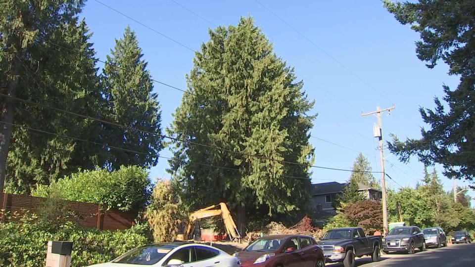 The red cedar tree that's set to be chopped down by developers.