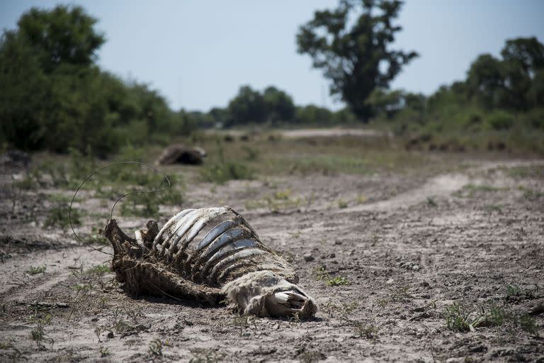 El norte de Santa Fe es una de las zonas más afectadas por la sequía