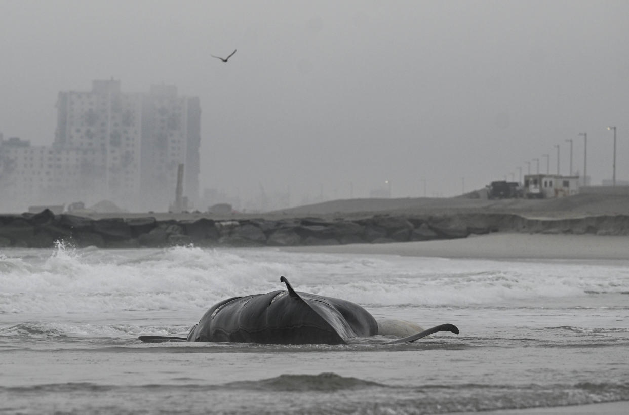 A dead whale on a beach.