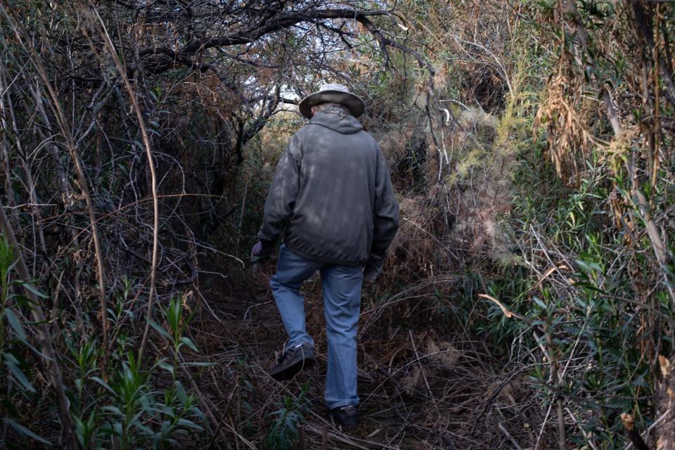 Peter Else walks through invasive tamarisks, which have flourished on his property by the San Pedro River.